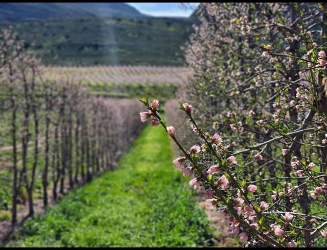 FARM FOR SALE IN MONTAGU